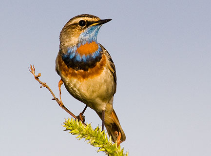 Bluethroat, Nome, Alaska