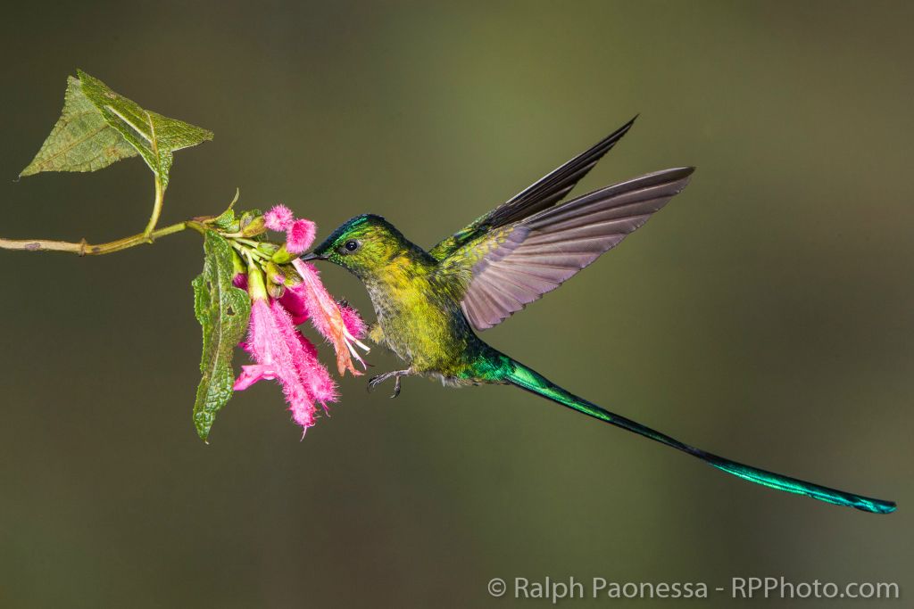 Ecuador: Hummingbirds of the Andes