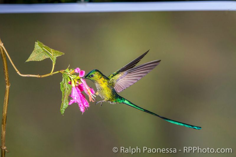 The uncropped image of the Long-tailed Sylph visiting the flower.